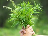 Two hands holding fresh cannabis bouquet